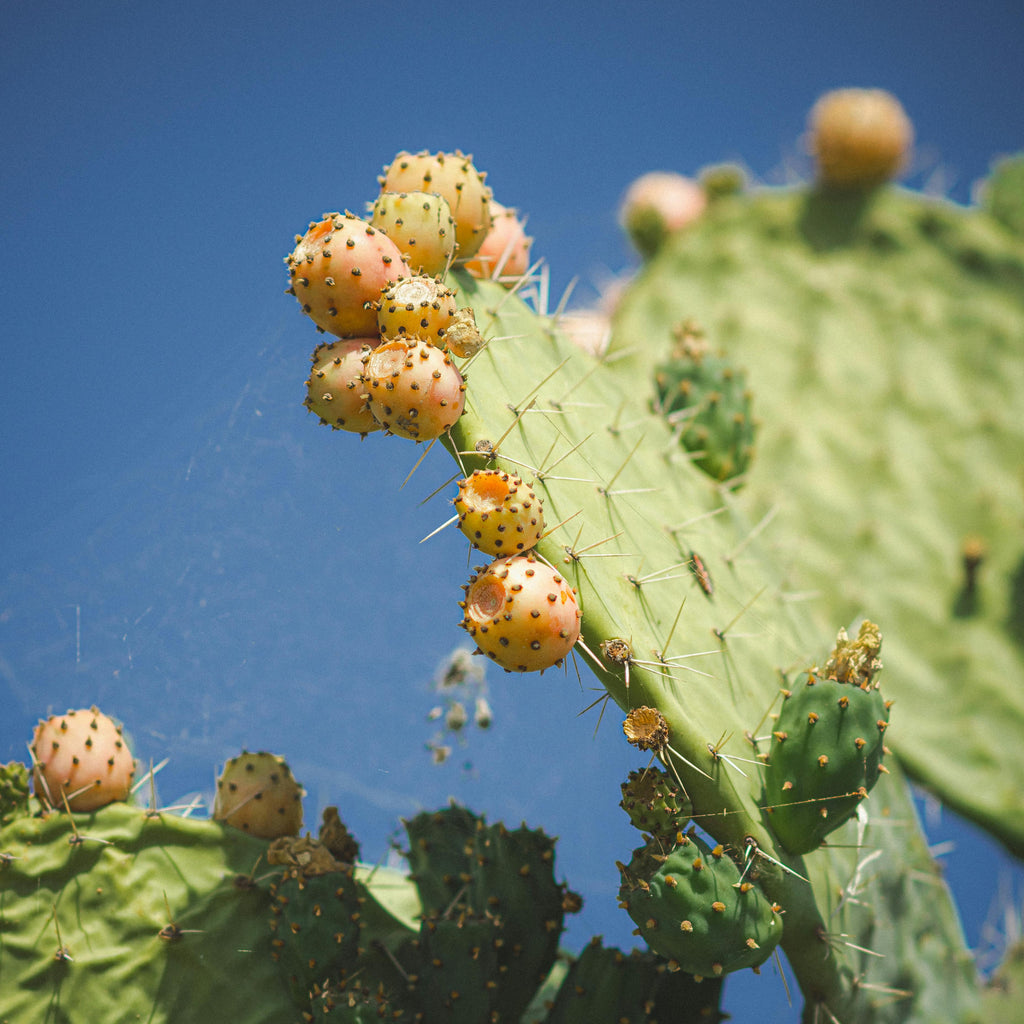 How Cactus Leaf Juice Powers Your Daily Detox & Energy Recovery