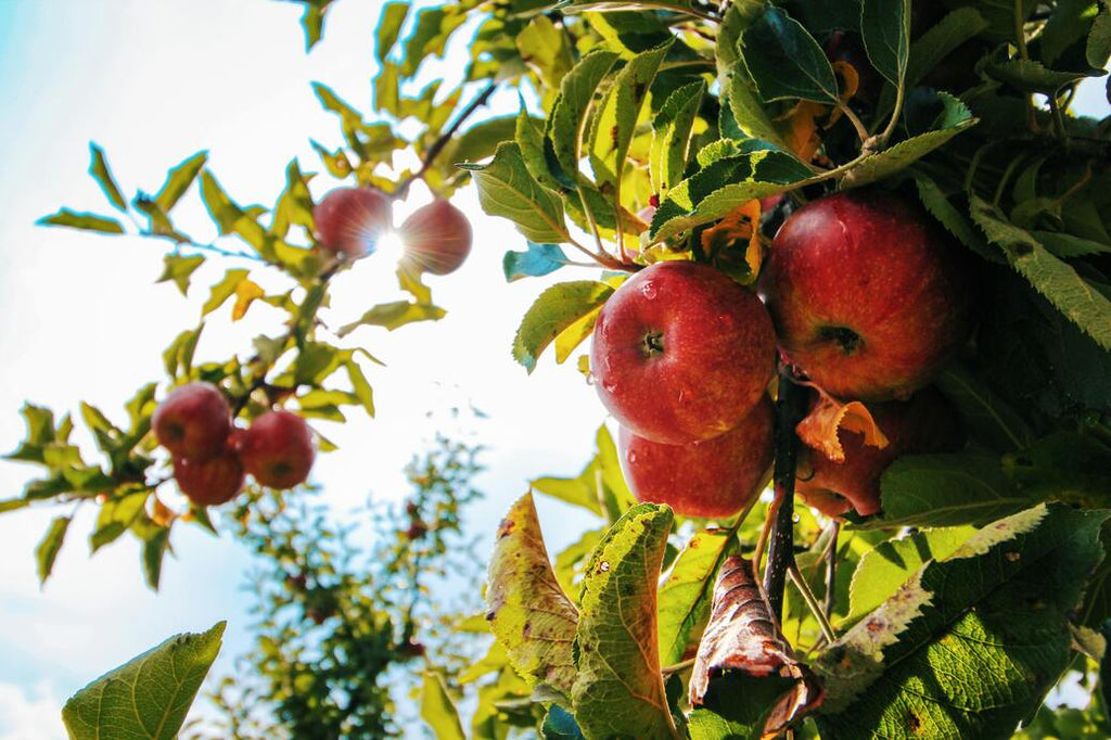 The Juice Your Skin Has Been Waiting For: How Organic Apple Juice Fights Acne and Fuels Collagen Naturally