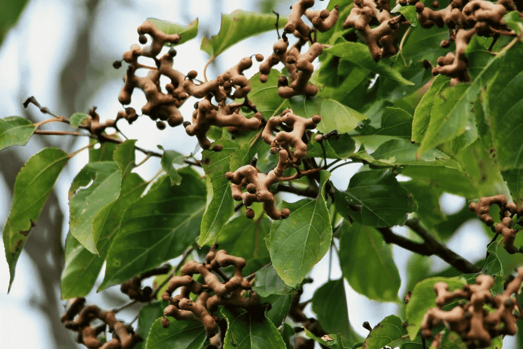 hovenis dulcis fruit; japanese raisin tree fruit; liver health; alcohol metabolism; traditional medicine; health supplement