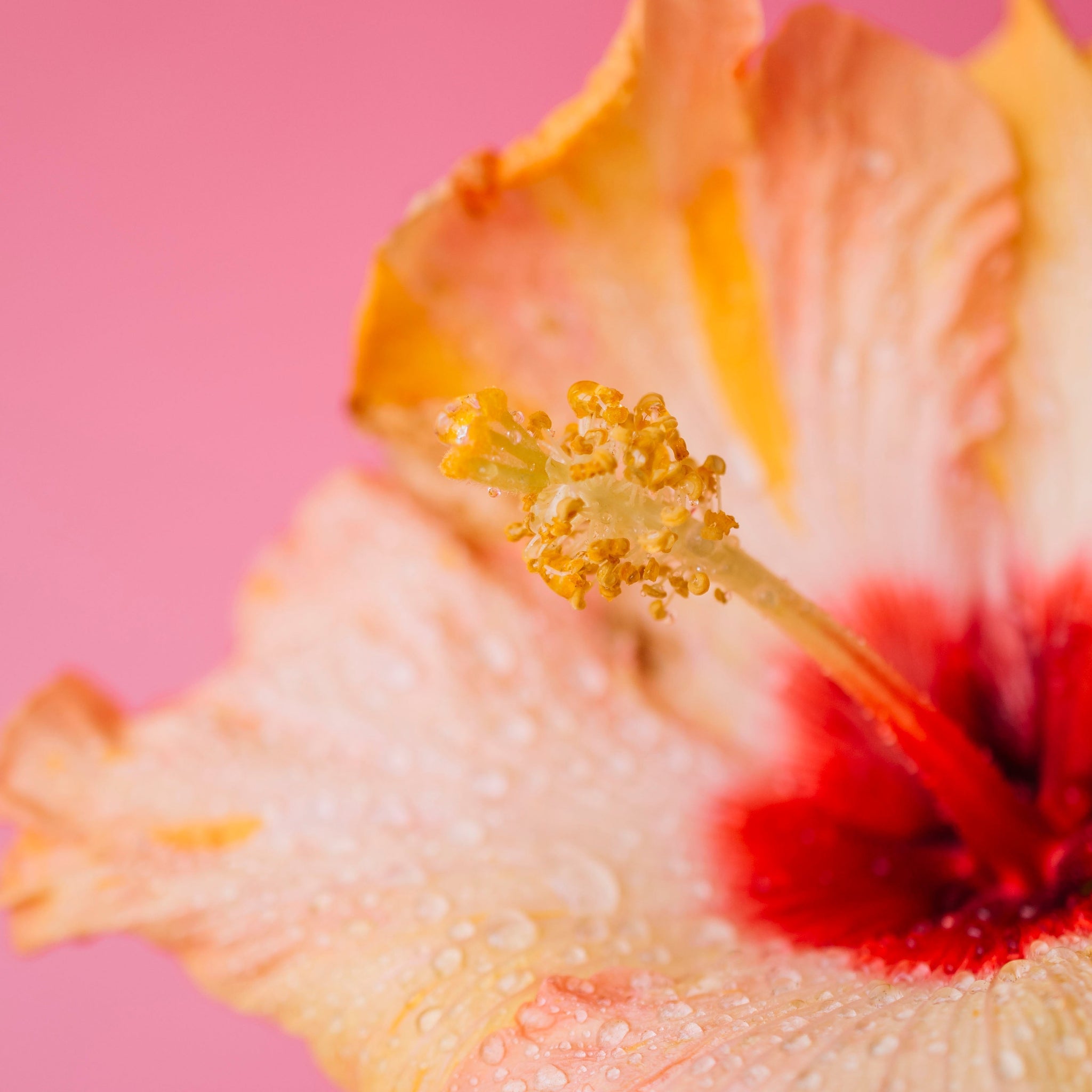 Why Hibiscus Is the #1 Ingredient Your Collagen Supplement Is Missing
