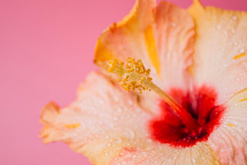 Why Hibiscus Is the #1 Ingredient Your Collagen Supplement Is Missing