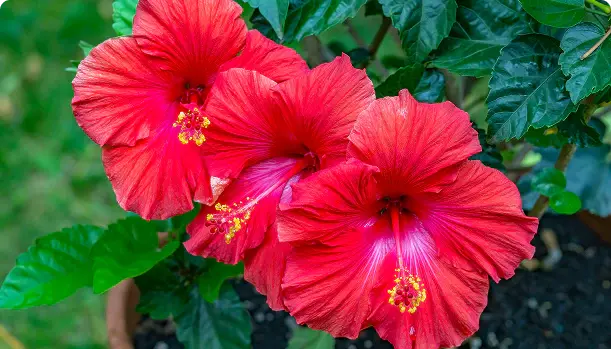 Phytocollagen (Hibiscus)