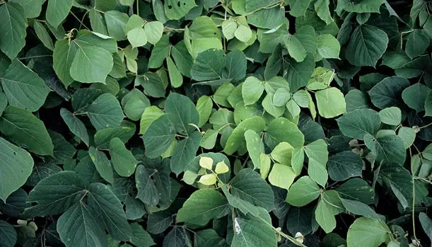 Kudzu Root